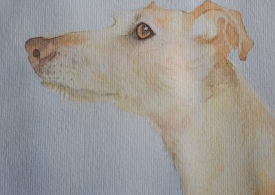 Gilli Swift, dog portrait
